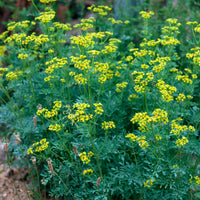 Ruta graveolens - Weinraute - Stauden