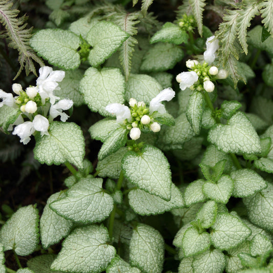 Gefleckte Taubnessel ‘White Nancy’ - Bakker