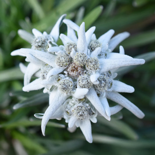 Edelweiß ‘Blossom of Snow’ - Bakker