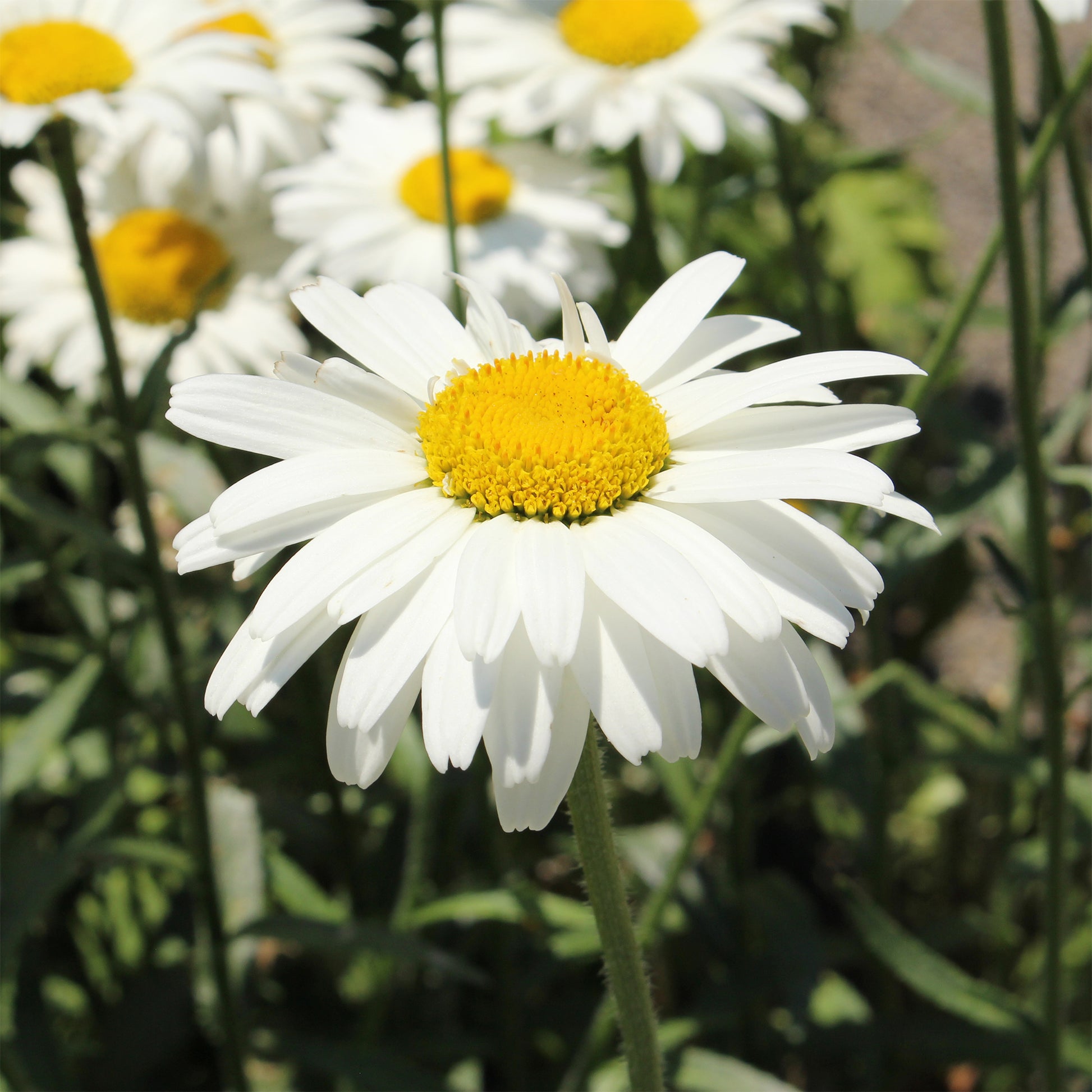 Großblumige Margerite 'Alaska' - Leucanthemum x superbum alaska - Bakker