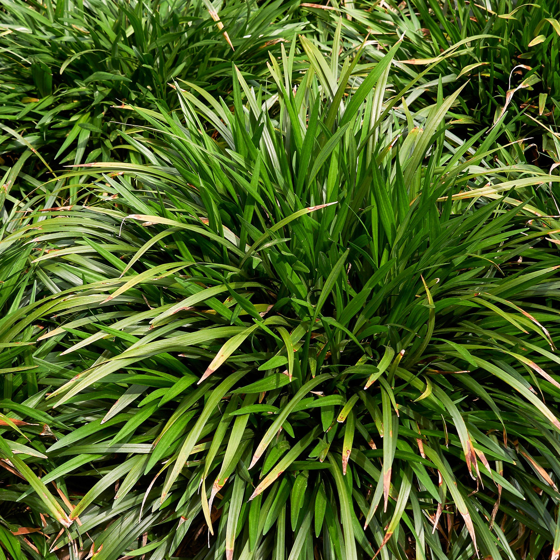 Immergrüne Lilientraube Evergreen Giant - Liriope muscari evergreen giant - Bakker
