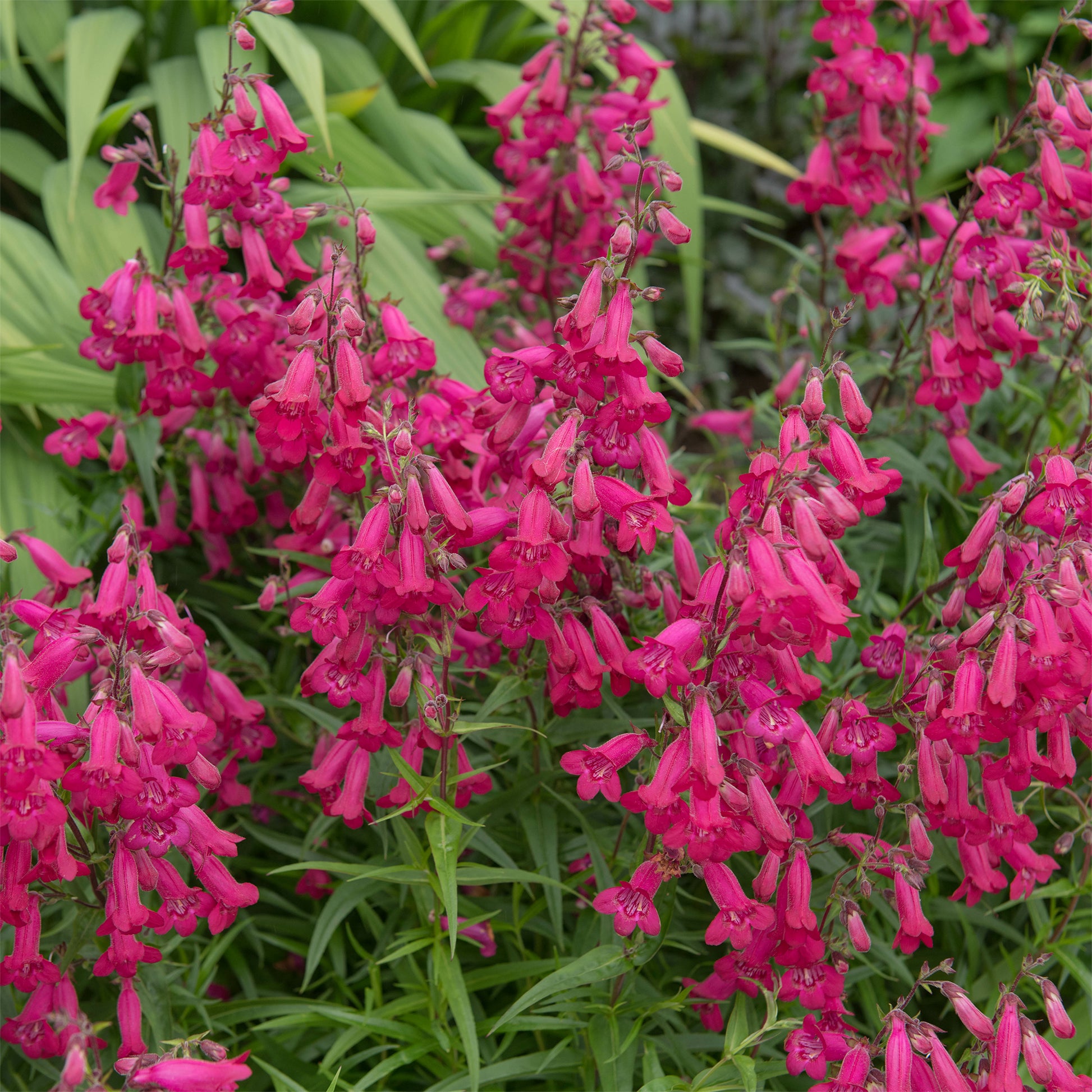 Bartfaden 'Andenken an Friedrich Hahn' - Penstemon Andenken an Friedrich Hahn - Bakker