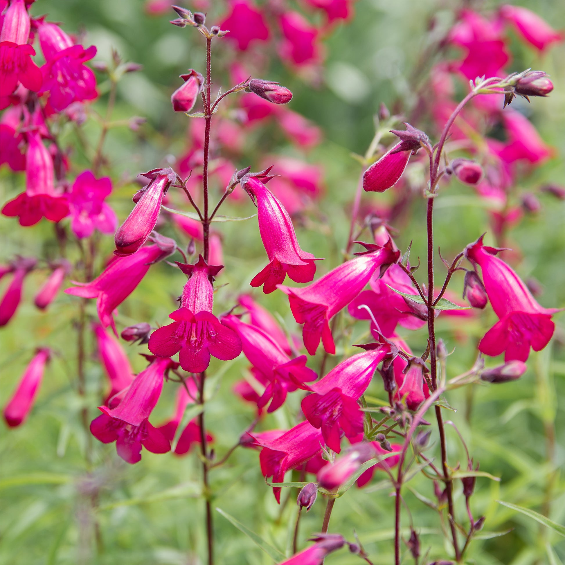 Galane - Bartfaden 'Andenken an Friedrich Hahn' - Penstemon Andenken an Friedrich Hahn