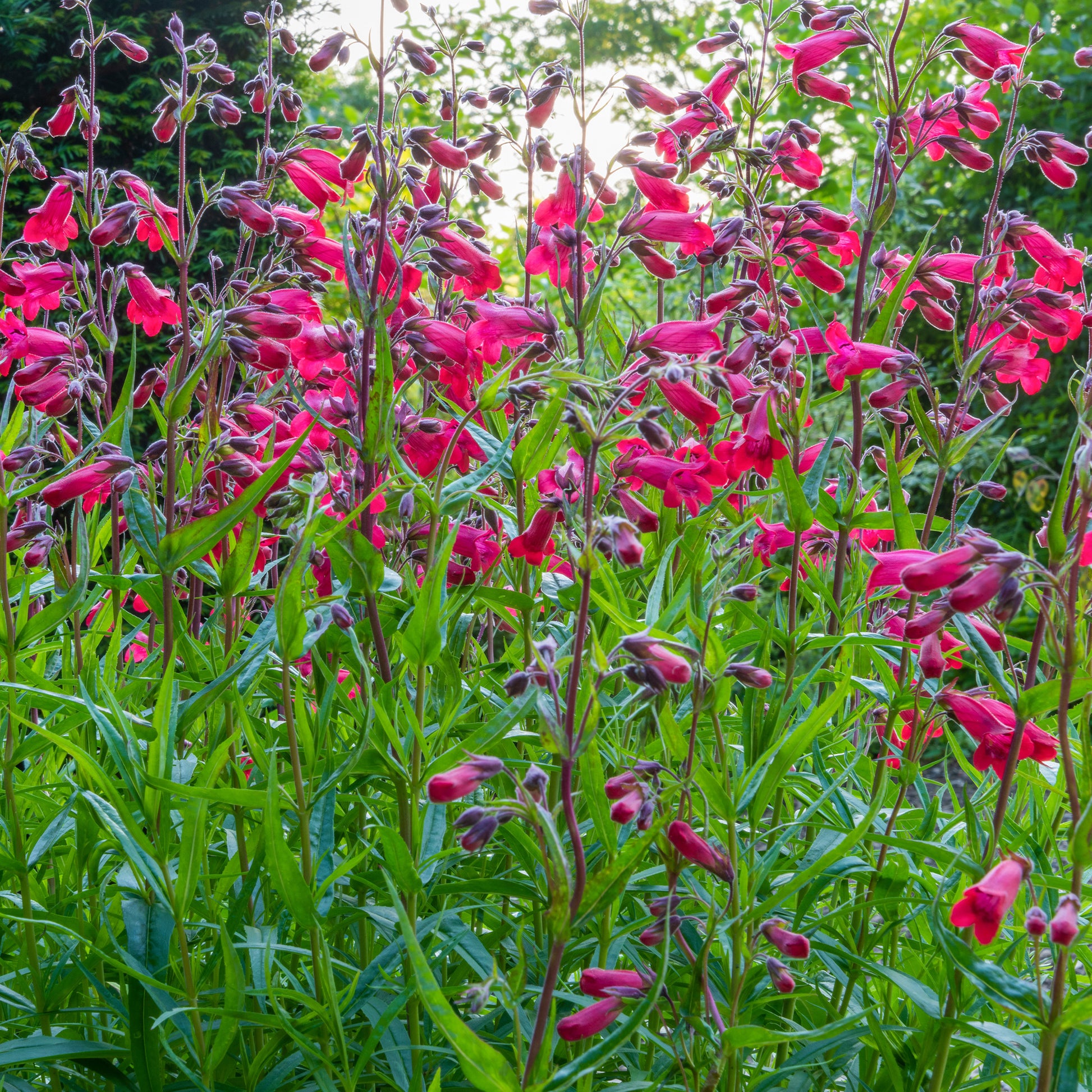 Penstemon Schoenholzeri - Bartfaden 'Schoenholzeri' - Galane