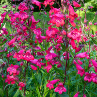 Bartfaden 'Schoenholzeri' - Penstemon Schoenholzeri - Bakker