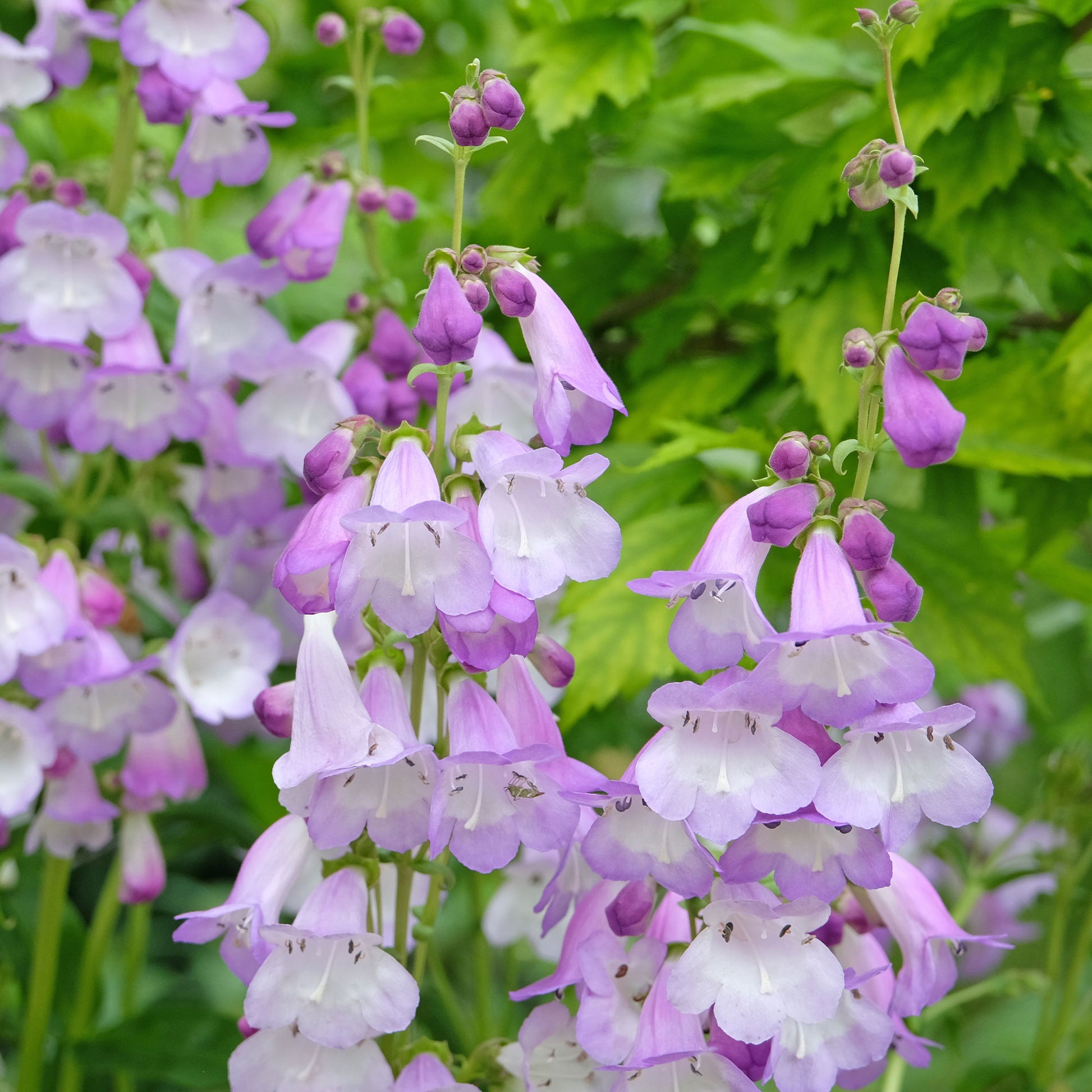 Galane - Bartfaden 'Alice Hindley' - Penstemon Alice Hindley