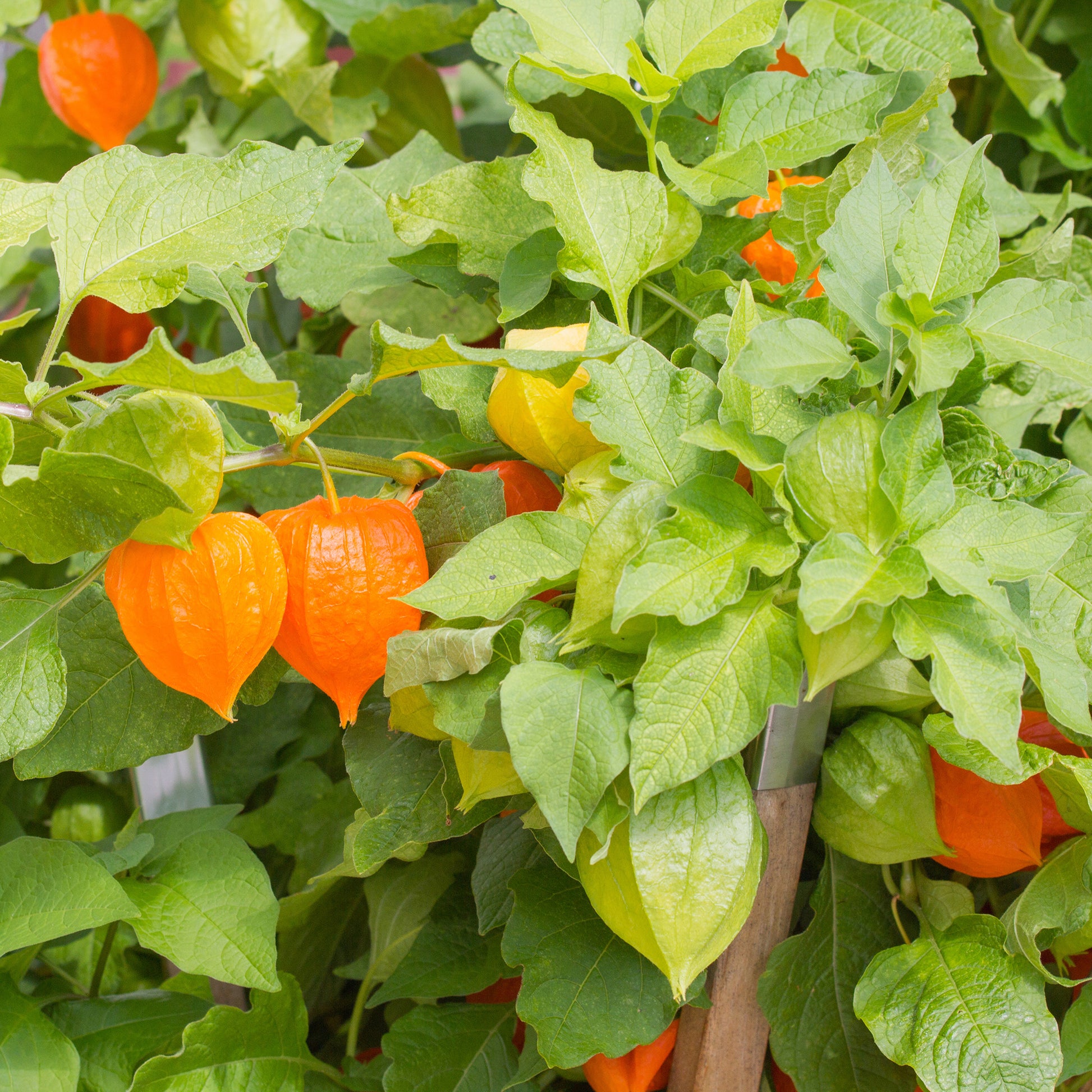 Stauden - Lampionblume - Physalis alkekengi var. franchetii