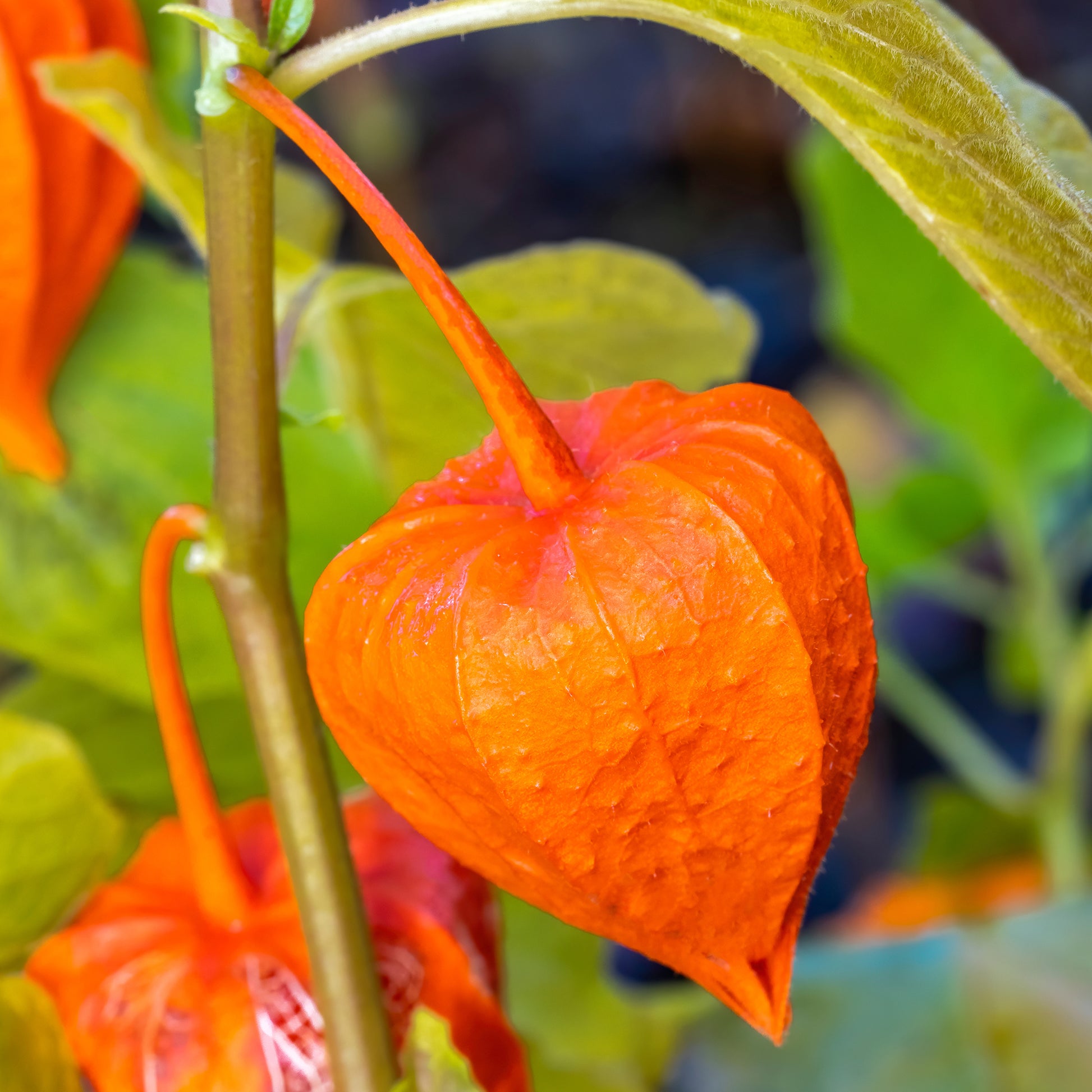 Physalis alkekengi var. franchetii - Lampionblume - Stauden