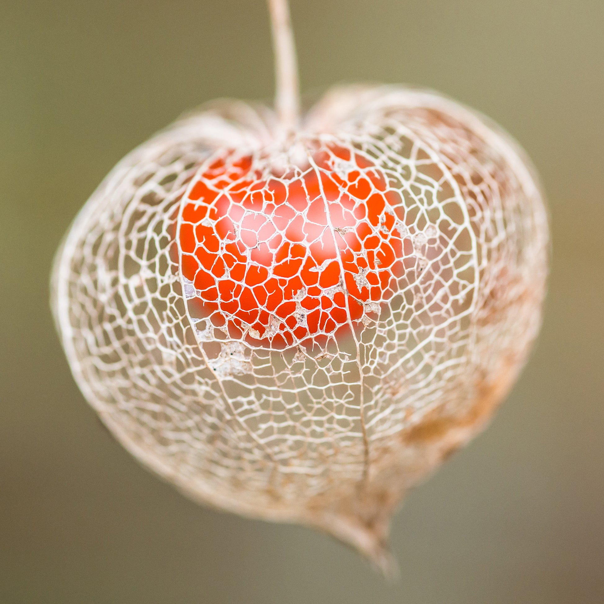Verkauf Lampionblume - Physalis alkekengi var. franchetii