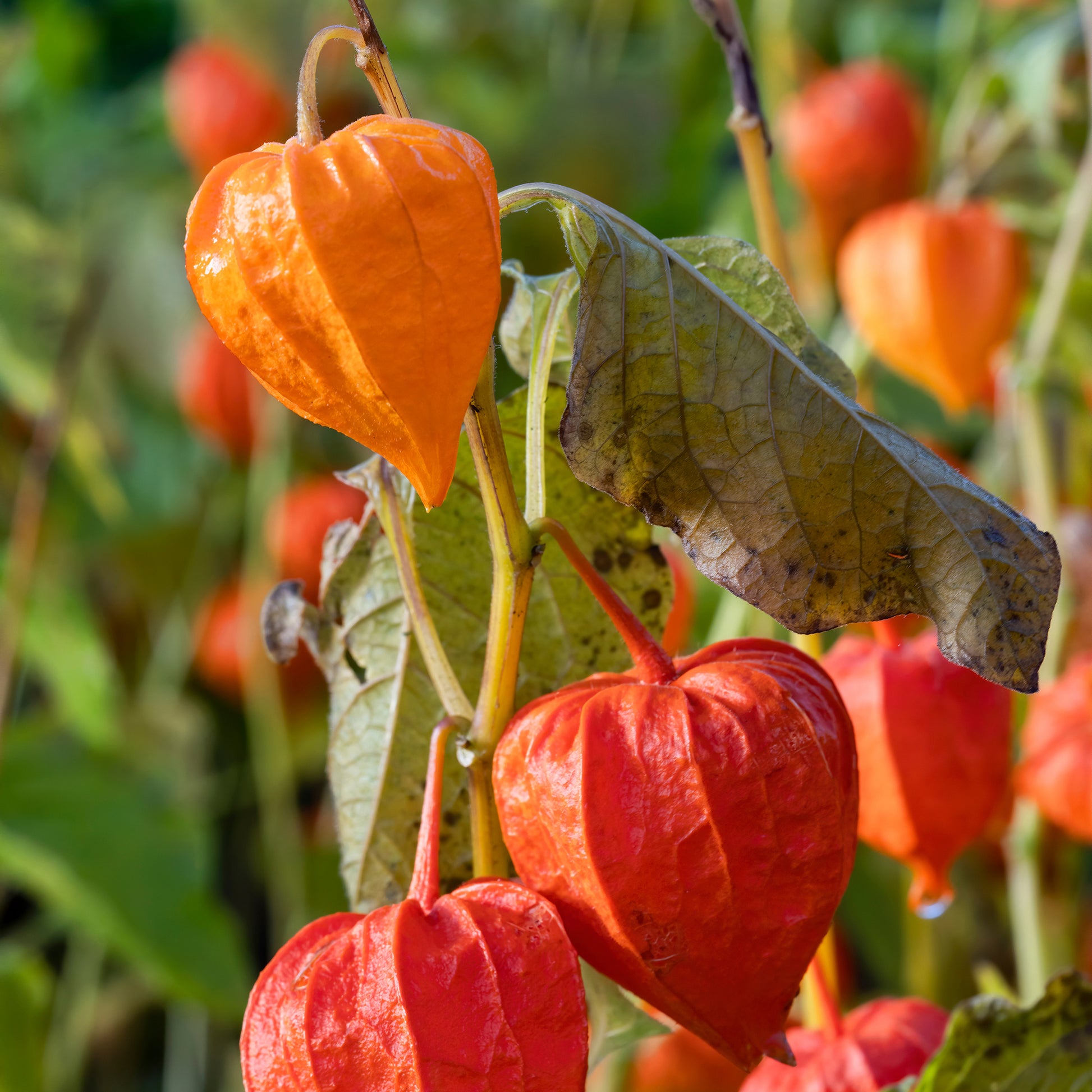 Lampionblume - Physalis alkekengi var. franchetii - Bakker
