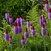 Stauden - Orchideen-Primel - Primula vialii