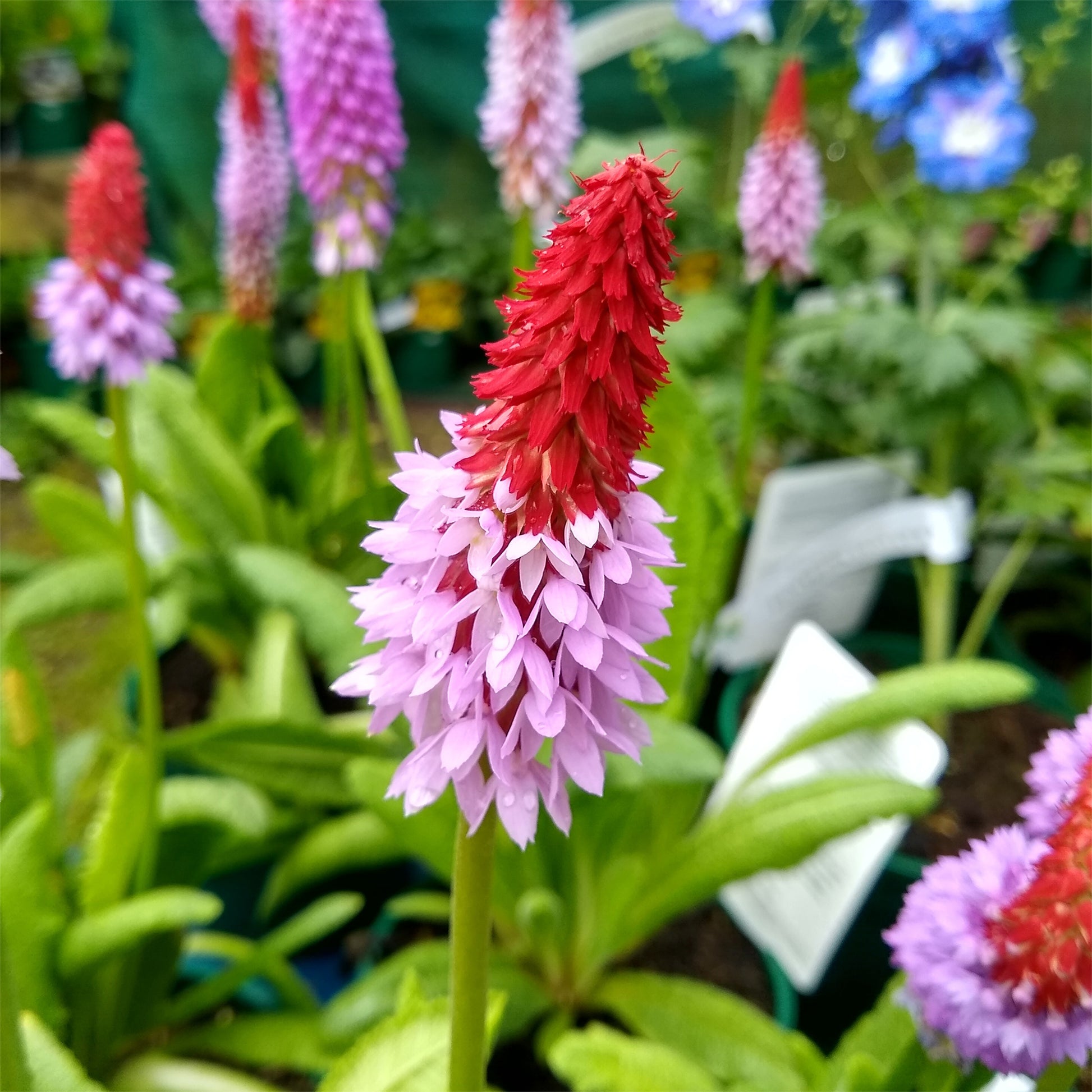 Orchideen-Primel - Primula vialii - Bakker