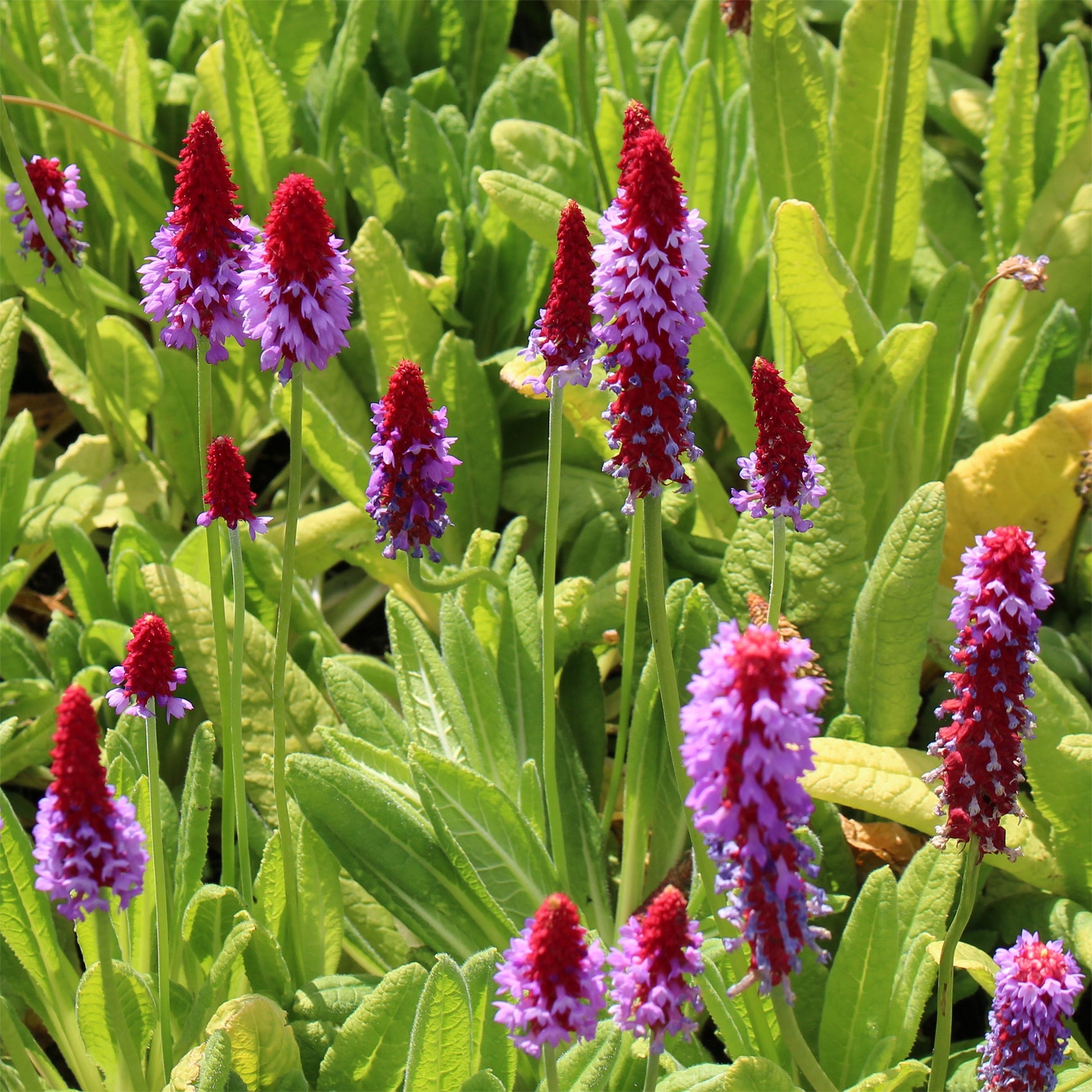 Orchideen-Primel - Bakker