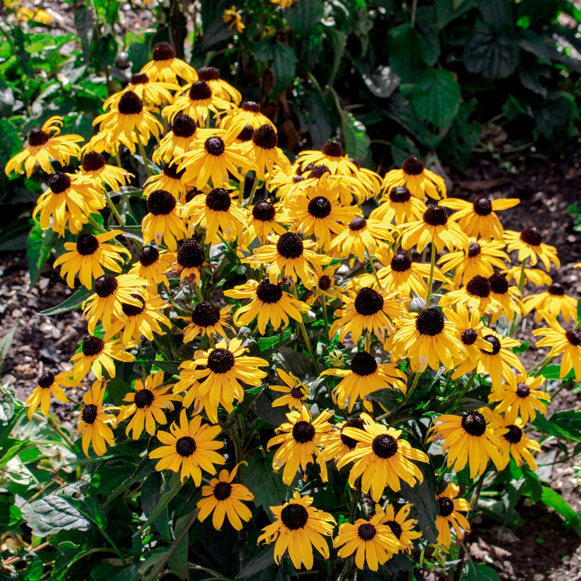 Sonnenhut 'Early Bird Gold' - Bakker