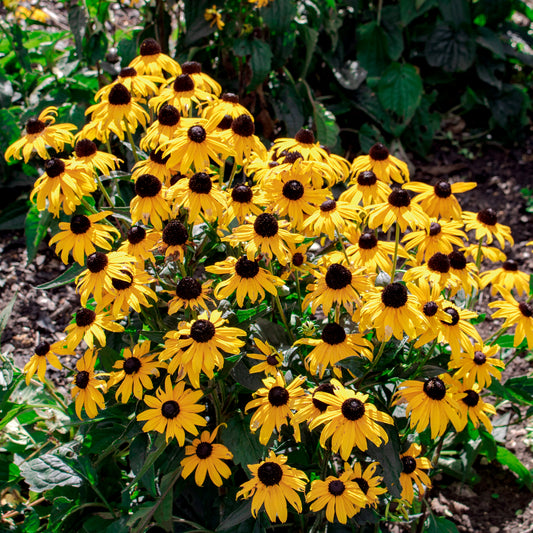 Sonnenhut 'Early Bird Gold' - Bakker