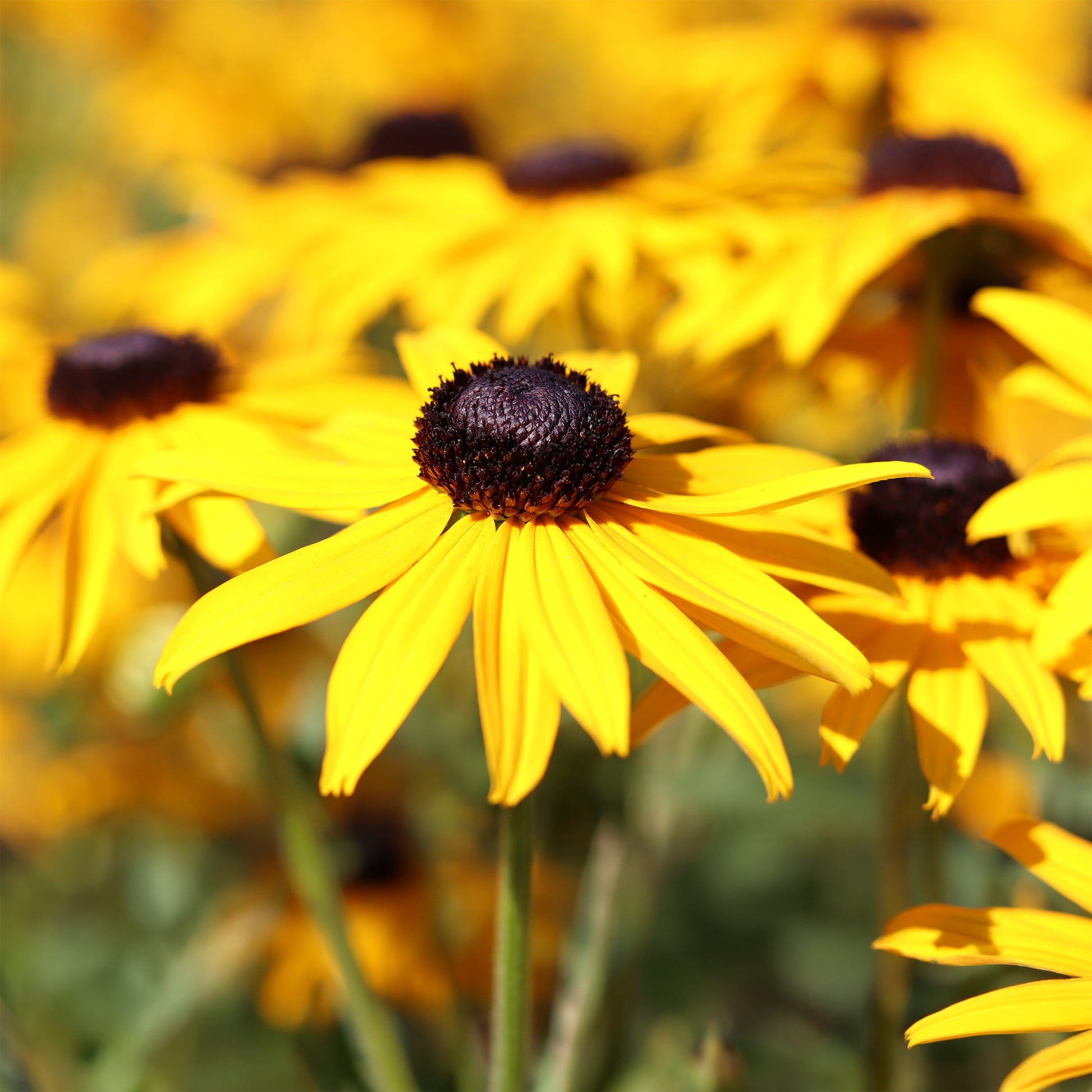 Sonnenhut 'Early Bird Gold' - Rudbeckia fulgida Early Bird Gold - Bakker