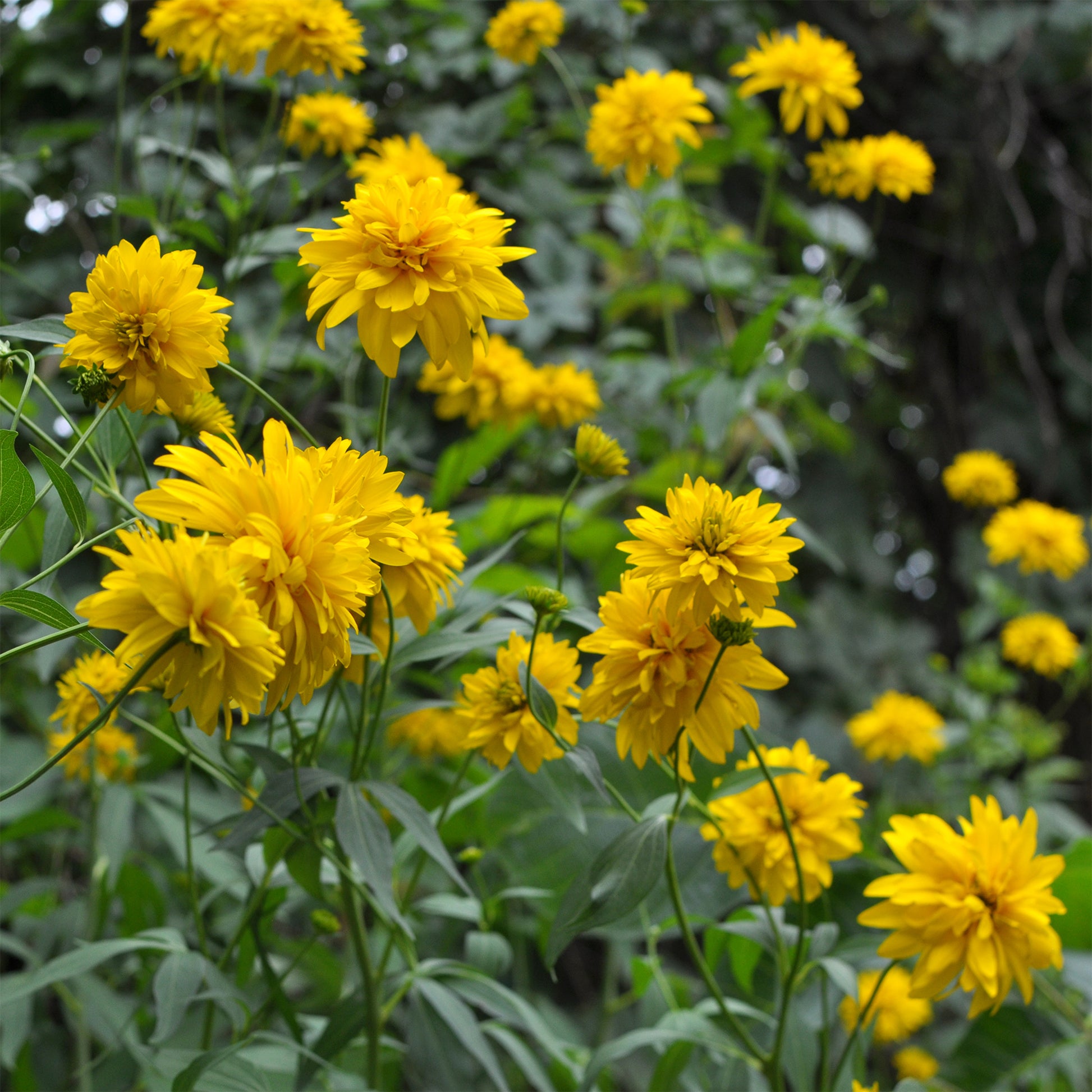 Geschlitztblättriger Sonnenhut 'Goldquelle' - Rudbeckia laciniata goldquelle - Bakker