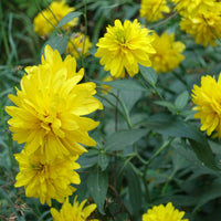 Rudbeckia - Geschlitztblättriger Sonnenhut 'Goldquelle' - Rudbeckia laciniata goldquelle