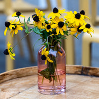 Dreilappiger Sonnenhut - Rudbeckia - Bakker