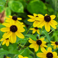 Rudbeckia  triloba - Dreilappiger Sonnenhut - Rudbeckia