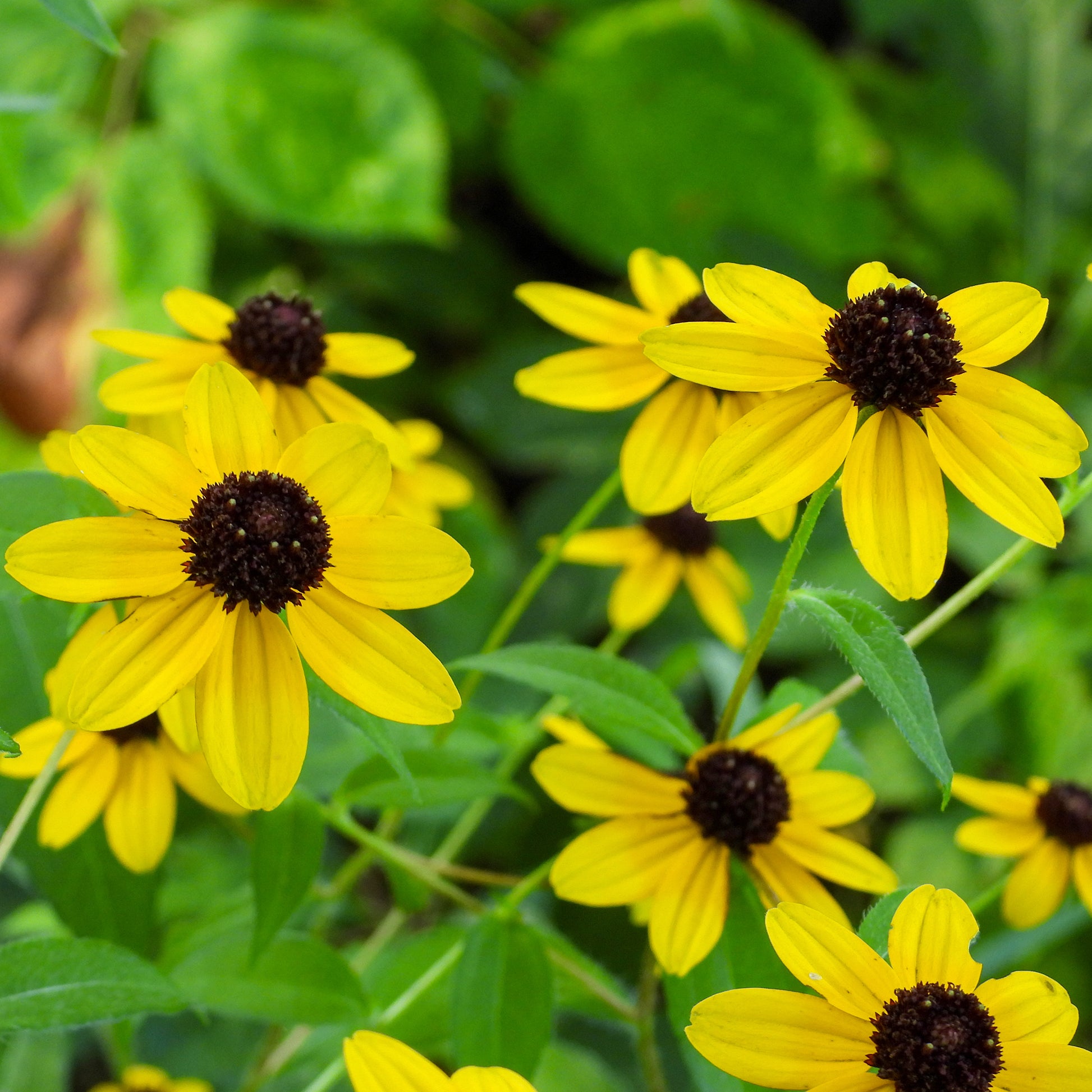 Rudbeckia  triloba - Dreilappiger Sonnenhut - Rudbeckia