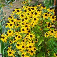 Rudbeckia - Dreilappiger Sonnenhut - Rudbeckia  triloba