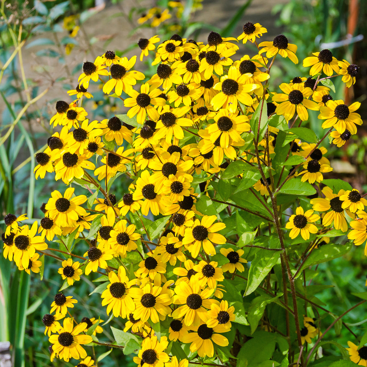 Rudbeckia - Dreilappiger Sonnenhut - Rudbeckia  triloba