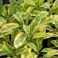 Salbei - Gartensalbei ‘Aurea’ - Salvia officinalis Aurea