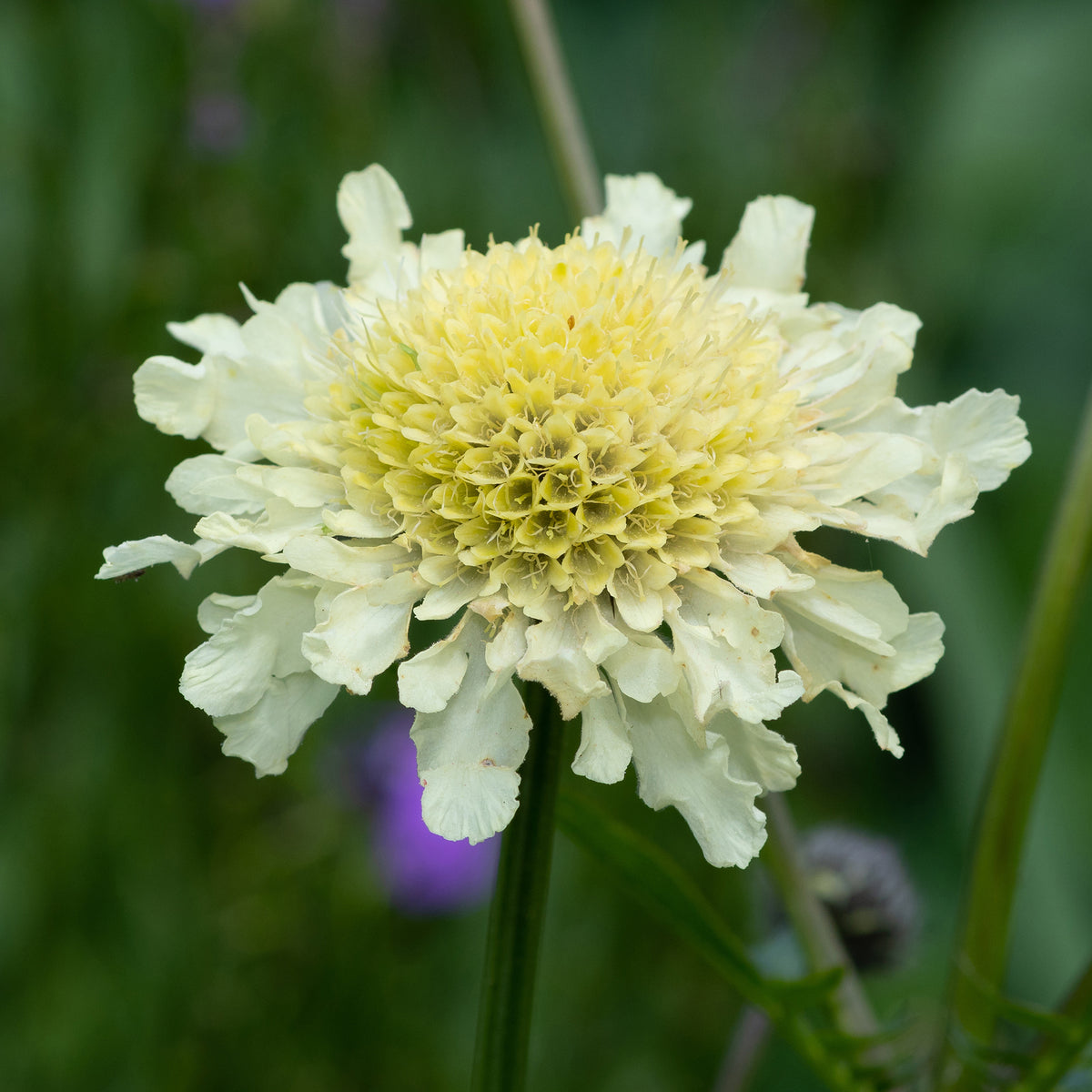 Scabiosa ochroleuca - Gelbblühendes Krätzkraut - Scabiosen