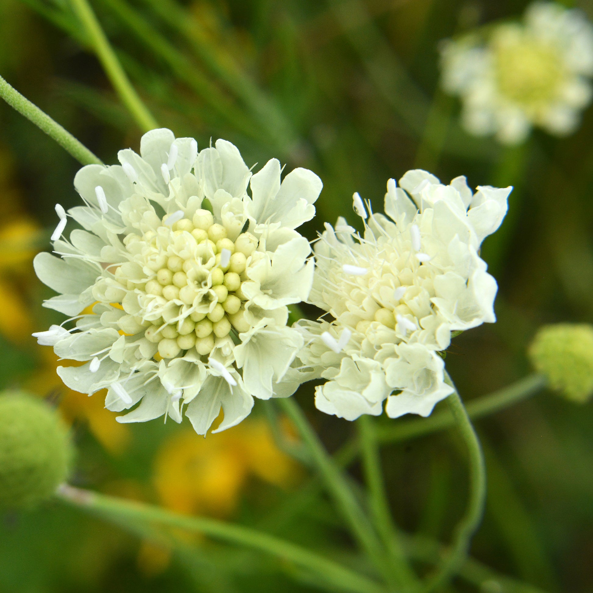 Gelbblühendes Krätzkraut - Scabiosa ochroleuca - Bakker