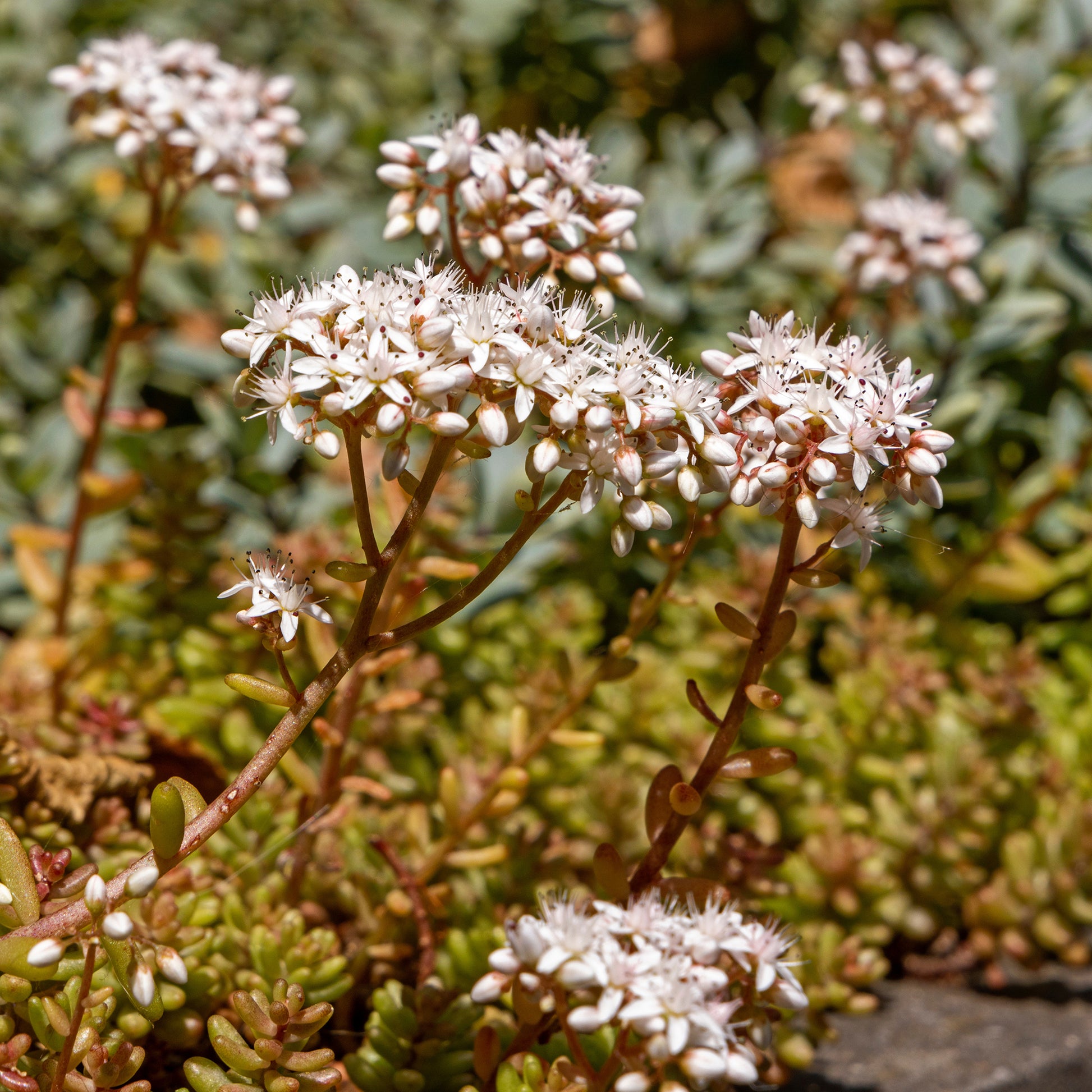 Sedum album Coral Carpet - Mauerpfeffer 'Coral Carpet' - Stauden