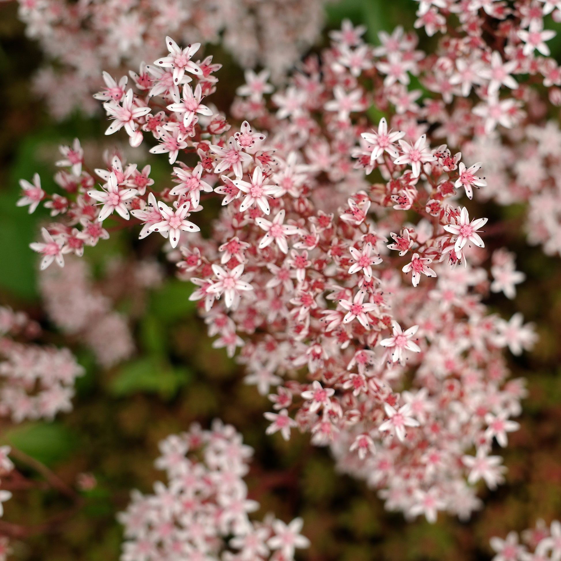 Weißer Mauerpfeffer 'Murale' - Sedum album Murale - Bakker