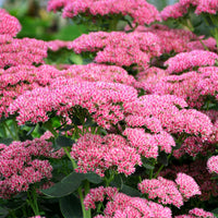 Hohes-Fettblatt 'Herbstfreude' - Sedum herbstfreude - Bakker