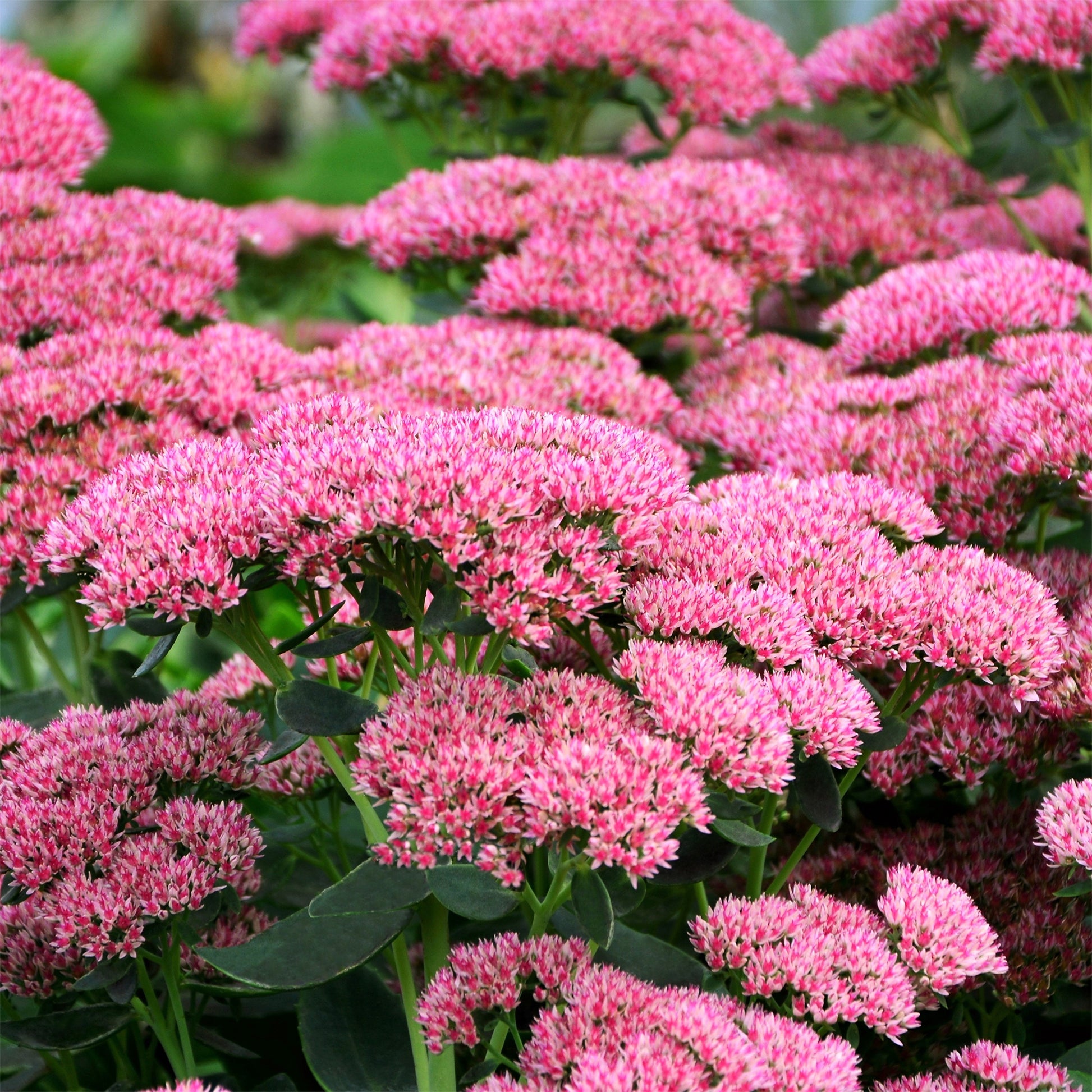 Hohes-Fettblatt 'Herbstfreude' - Sedum herbstfreude - Bakker