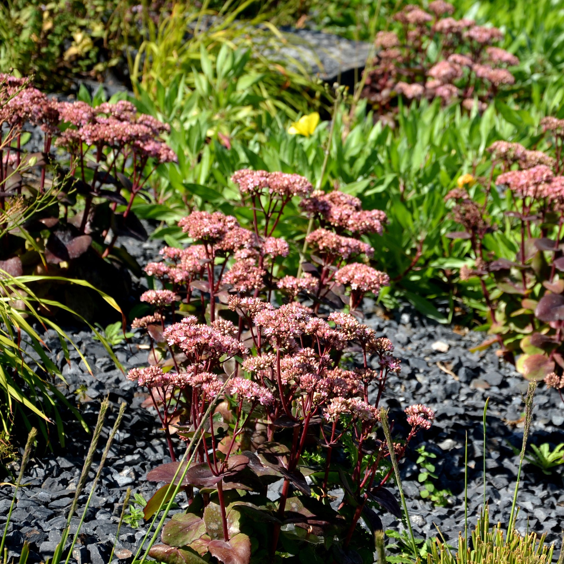 Sedum matrona - Fetthenne Matrona - Sedum - Fetthenne