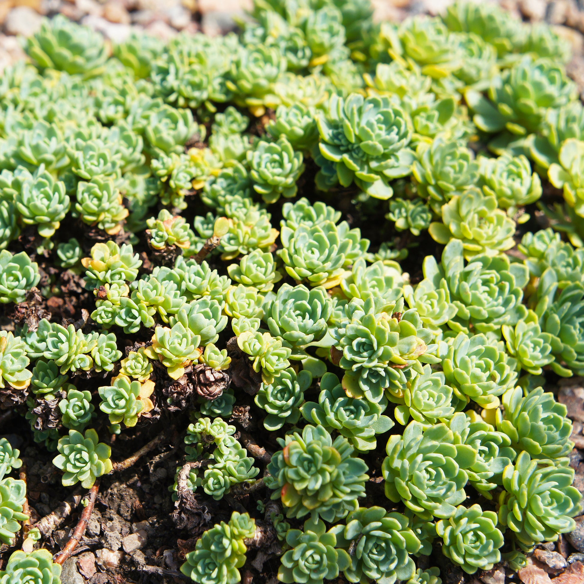 Sedum pachyclados - Dickrosettiges Fettblatt - Sedum - Fetthenne