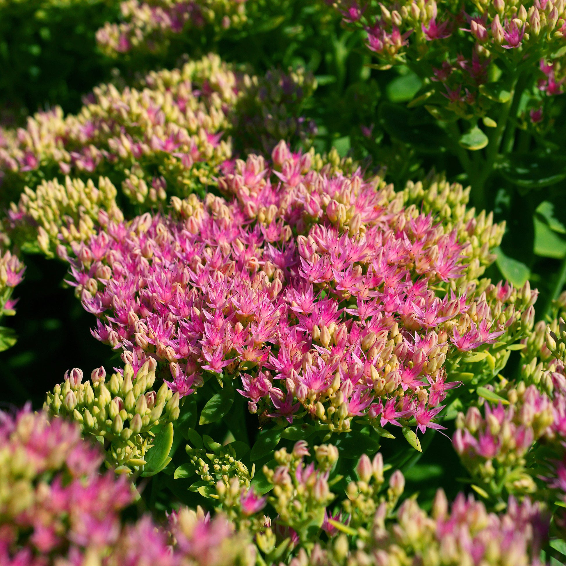Prächtiges Fettblatt 'Brillant' - Sedum spectabile brilliant ( brilliant group ) - Bakker