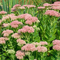Sedum spectabile carmen - Hohe Fetthenne 'Carmen' - Stauden