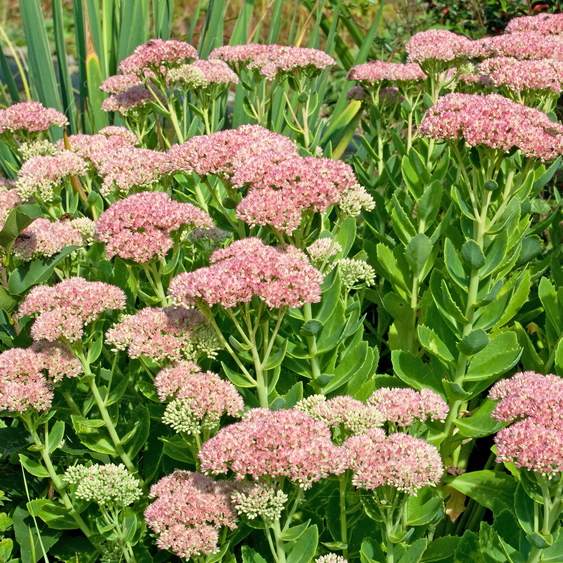 Sedum spectabile carmen - Hohe Fetthenne 'Carmen' - Stauden