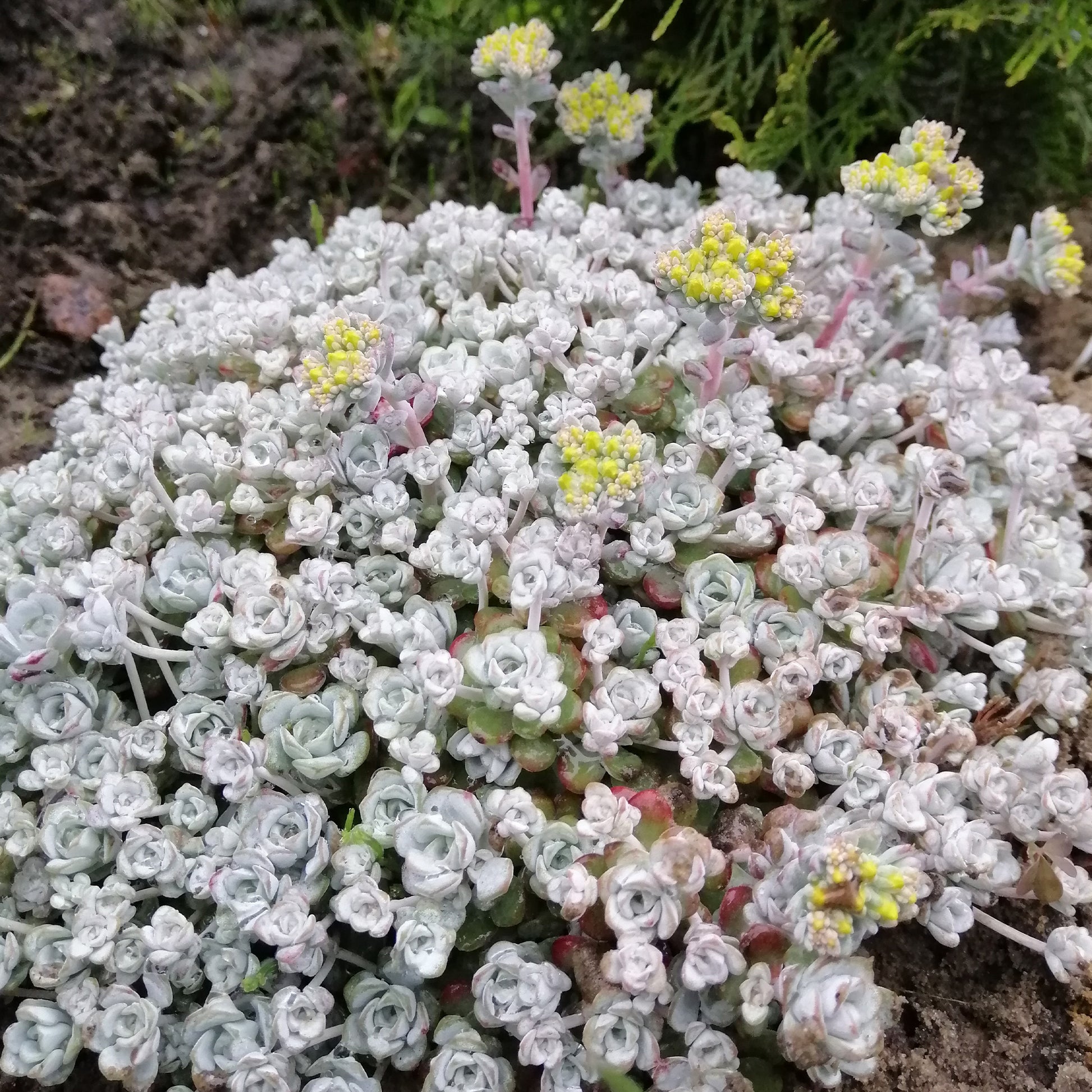 Spatelblättriges Fettblatt 'Cape Blanco' - Sedum spathulifolium cape blanco - Bakker
