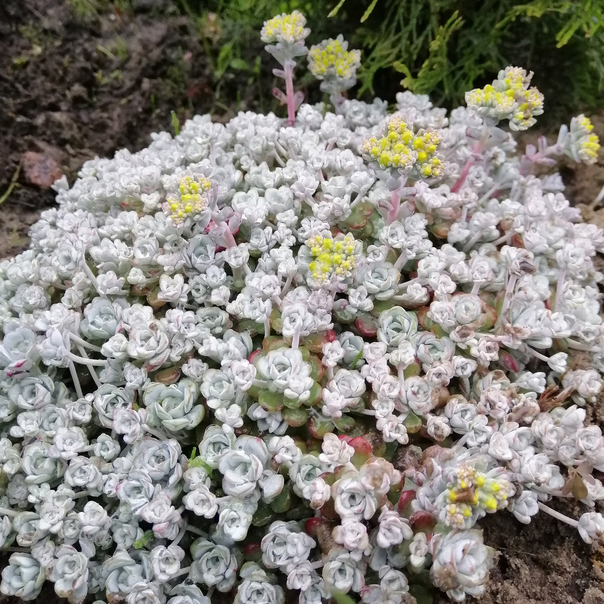 Spatelblättriges Fettblatt 'Cape Blanco' - Sedum spathulifolium cape blanco - Bakker