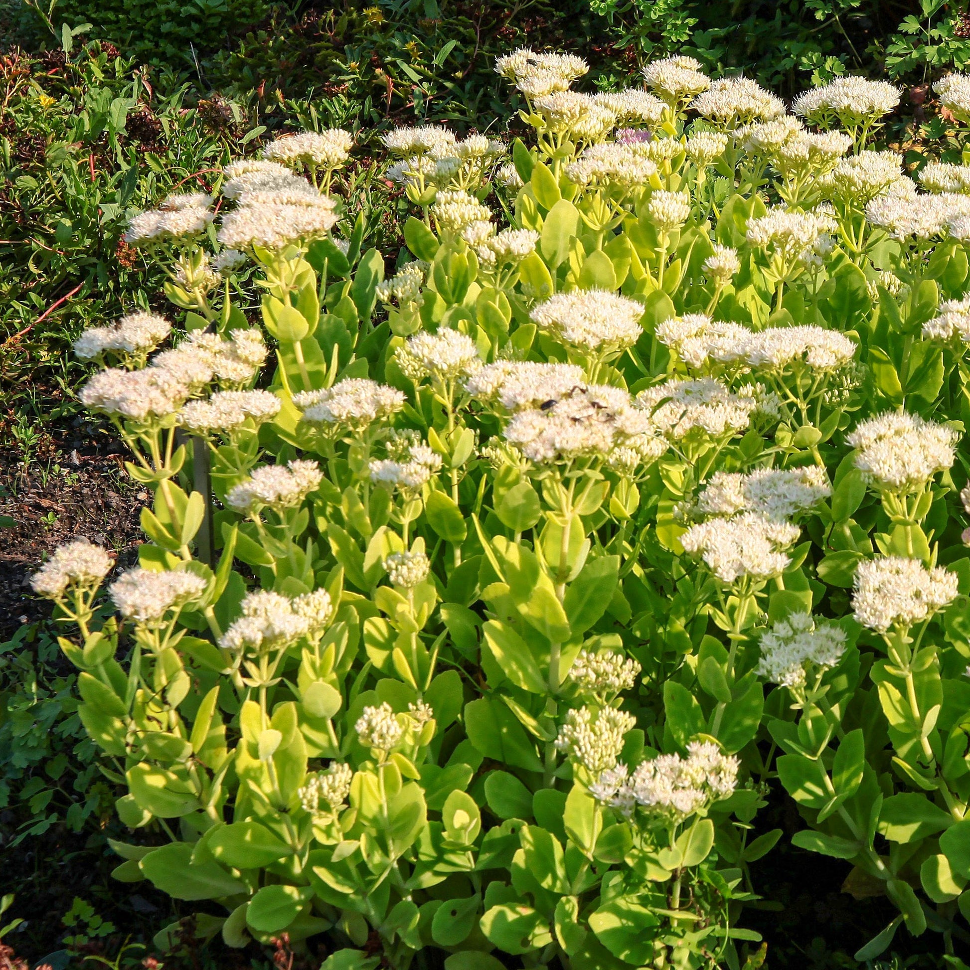 Stauden - Fetthenne Stardust - Sedum spectabile Stardust