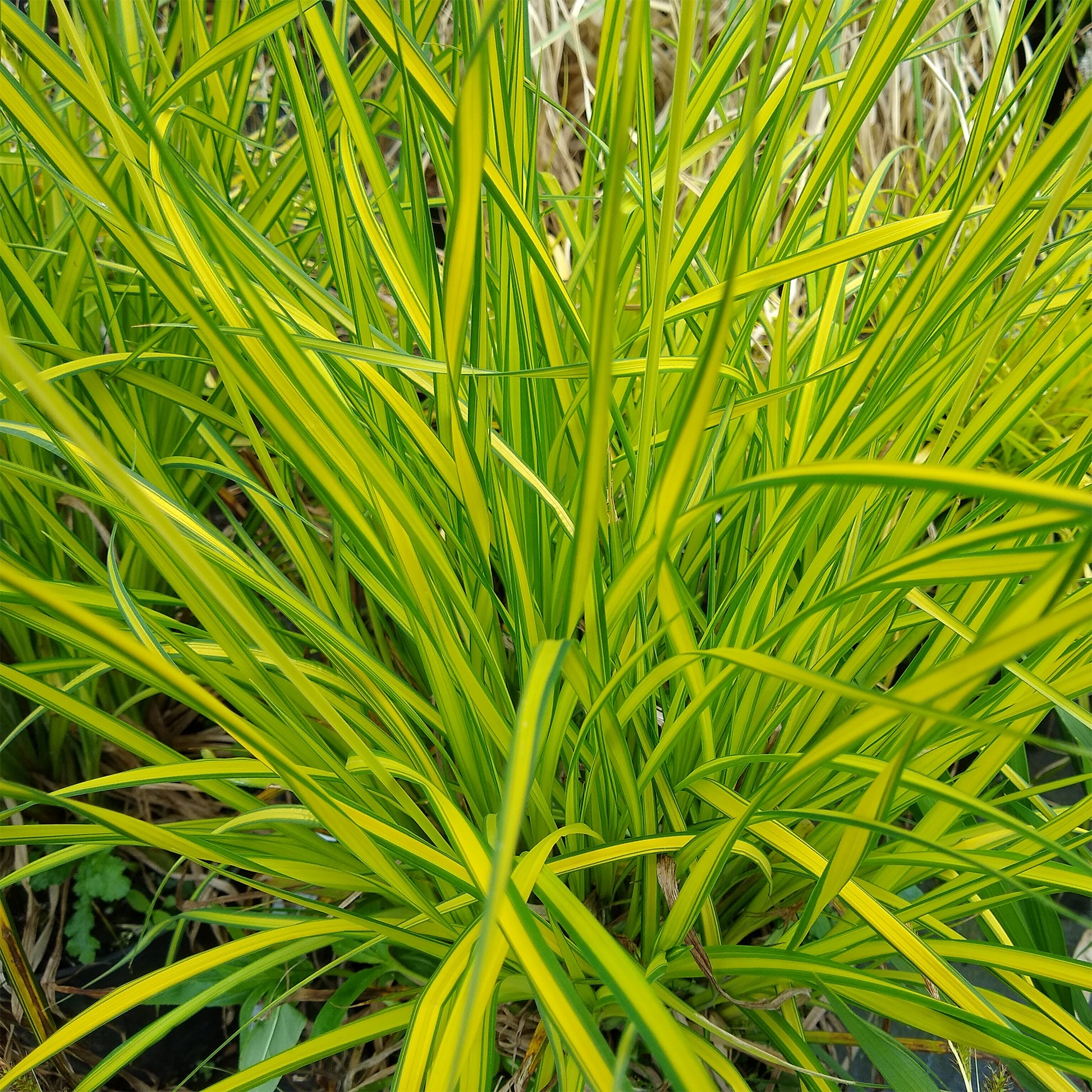 Segge ‘Aurea’ - Carex elata aurea - Bakker