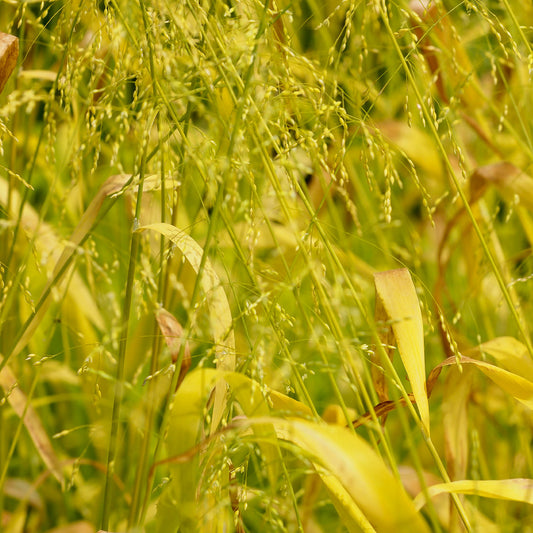 Gold-Hirsegras (Milium effusum 'Aureum') - Bakker