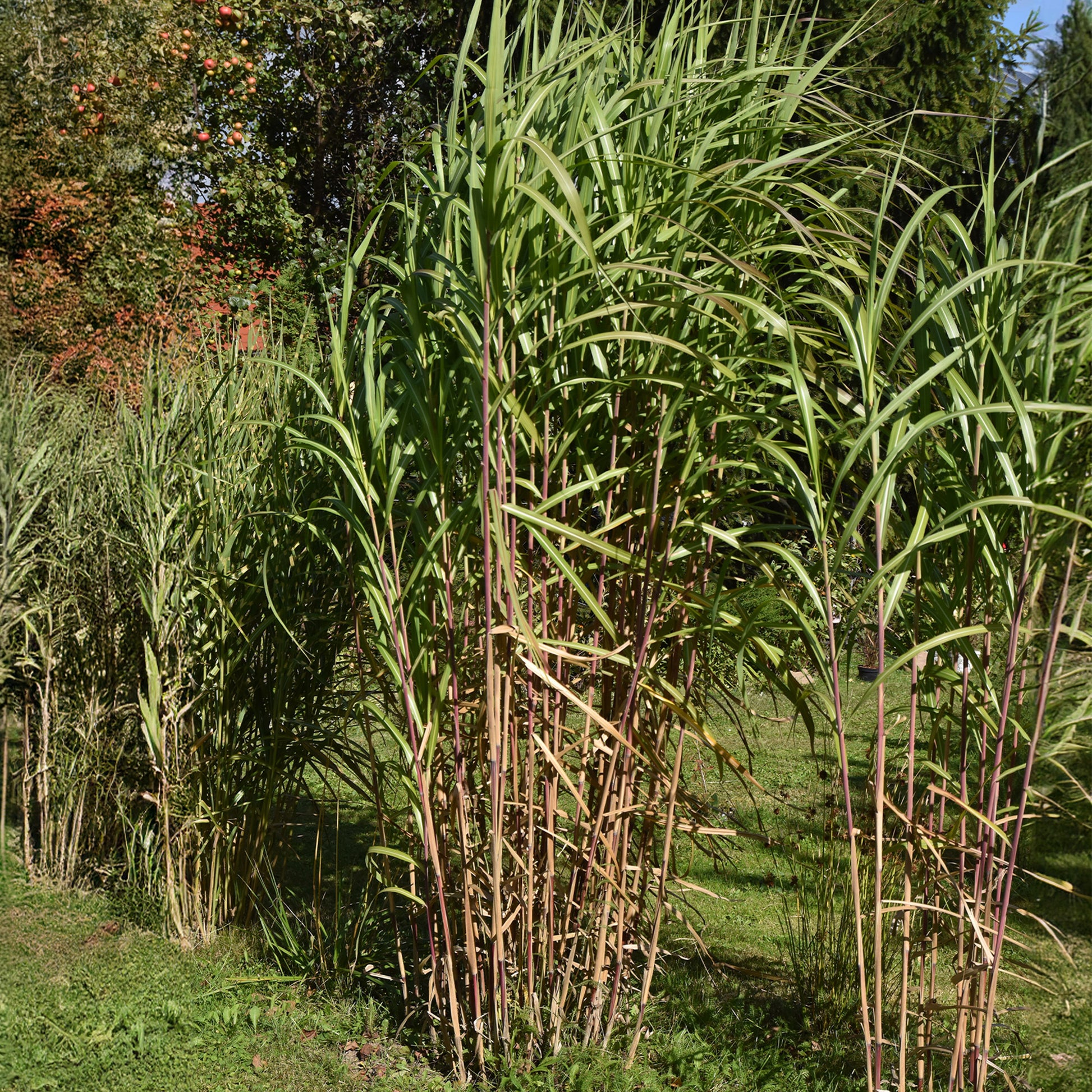 Riesen-Chinaschilf (Miscanthus floridulus) - Miscanthus giganteus (floridulus) - Bakker