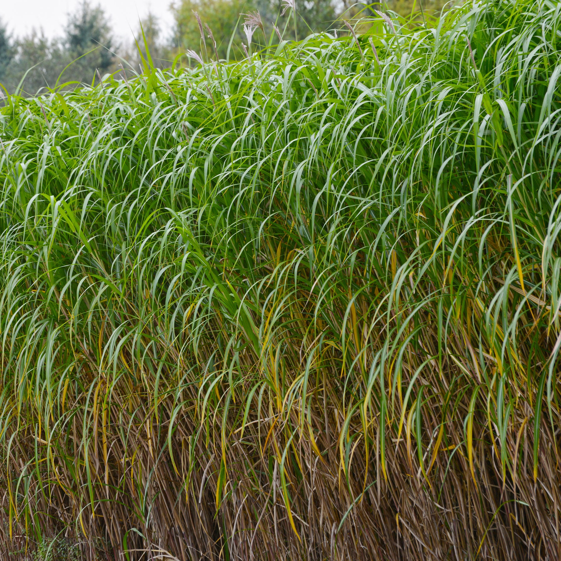 Riesen-Chinaschilf (Miscanthus floridulus) - Bakker