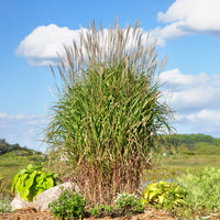 Miscanthus sinensis ssp purpurascens - Chinaschilf 'Purpurascens' - Miscanthus