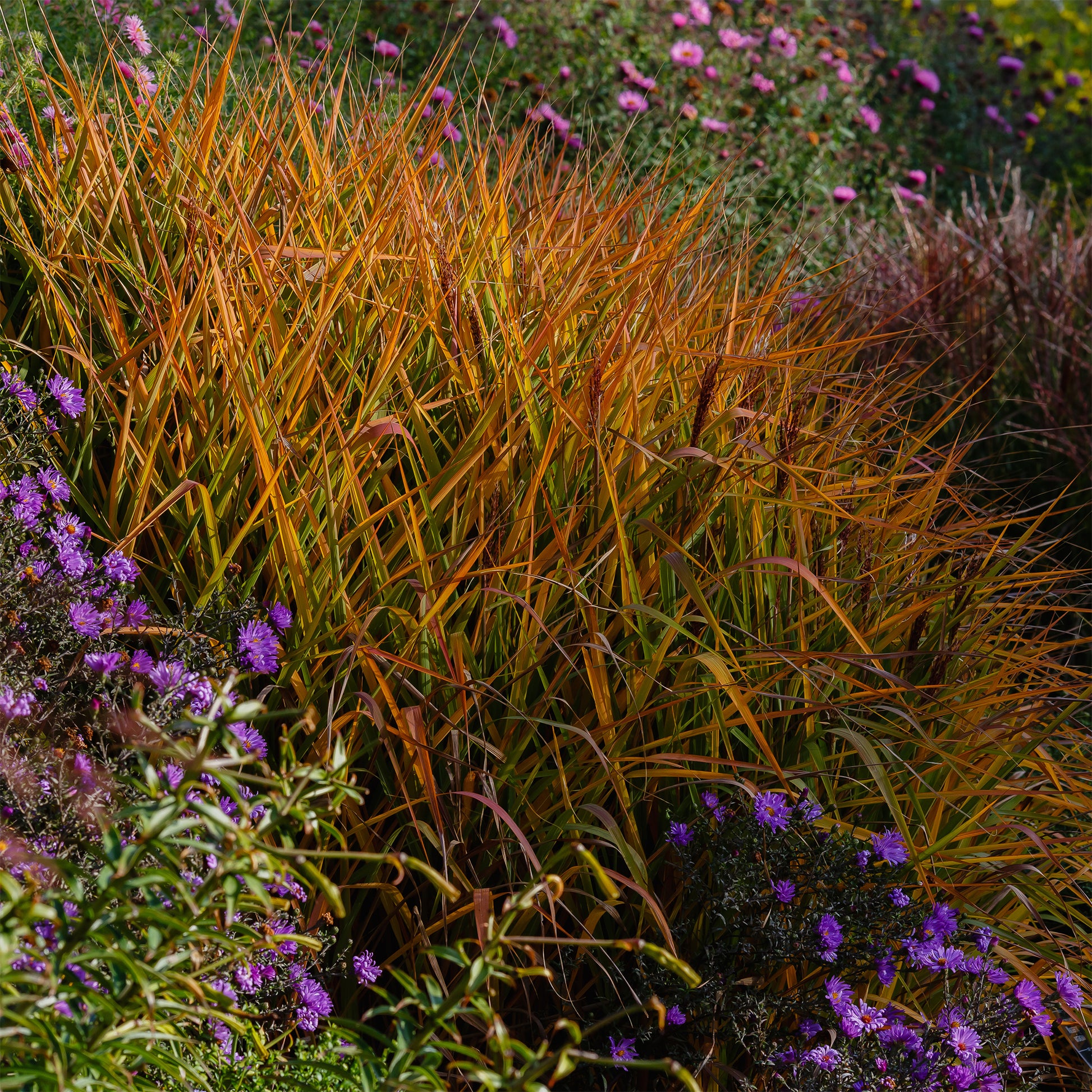 Chinaschilf 'Purpurascens' - Miscanthus sinensis ssp purpurascens - Bakker
