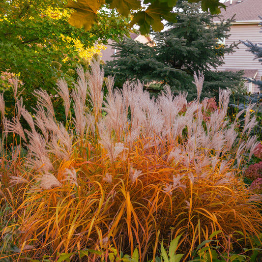 Chinaschilf 'Purpurascens' - Bakker