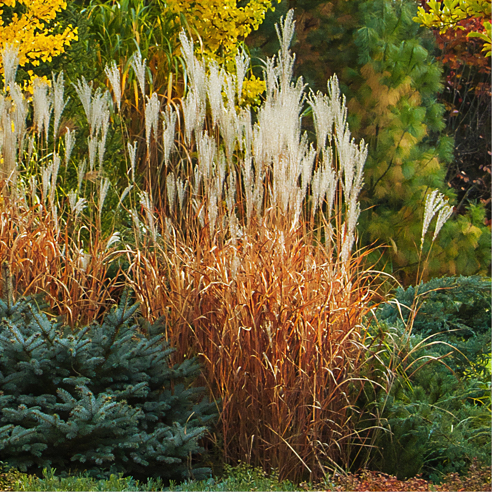 Miscanthus - Chinaschilf 'Purpurascens' - Miscanthus sinensis ssp purpurascens